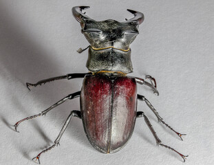 European stag beetle