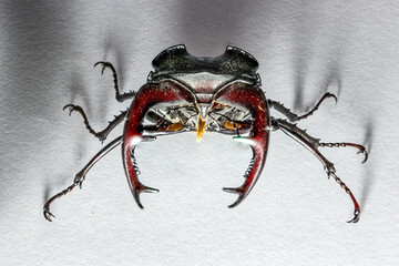 European stag beetle
