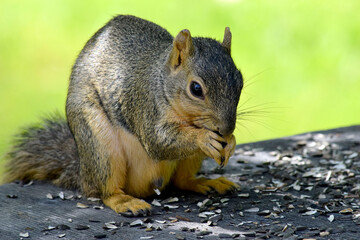 Fox Squirrel 04