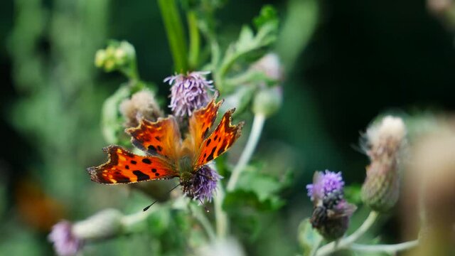 Polygonia butterfly eats nectar on a thistle flower..