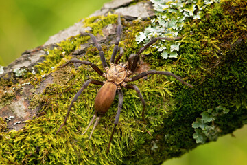 Linothele is a genus of South American curtain web spiders that was first described by Ferdinand Karsch in 1879