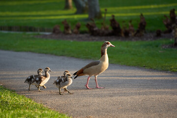 Waterbird family egyptian geese (Alopochen aegyptiacus, Nilgans) on a green meadow and a gray foot path. Little lake in the background. Animals walking. Spring time. Rear view.