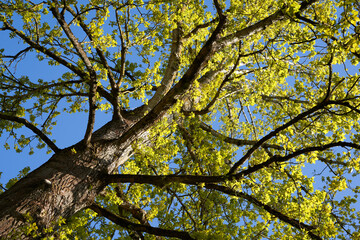 Fototapeta premium Tree Berlin poplar (Populus x berolinensis, Berliner Pappel) Monumental plant in spring. Brown branches and yellow green foliage. Side view.