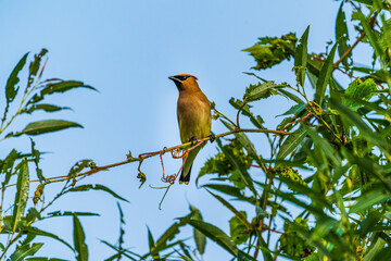 Cedar Waxwing Bird On A Branch