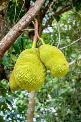 closeup of growing jackfruit on tree in garden with blurred and bokeh background