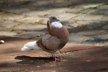 A beautiful brown white pigeon standing on cobblestones. It's breed is called 'Gelderse slenk'.  This breed is very rare and comes out the Netherlands. It is one of the local racing pigeon breeds.