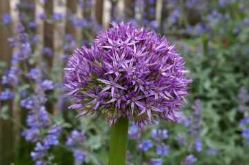 Fototapeta premium Allium Aflatunense Purple Sensation with a fence and blue flowers in the background
