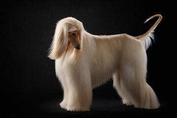 elegant dog with long hair is standing. Excellent grooming. Fawn Afghan Hound in studio 