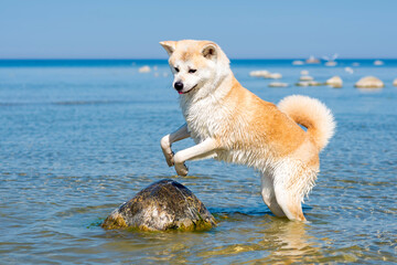 Akita inu. Dog.