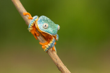 Cruziohyla craspedopus, the fringed leaf frog or fringed tree frog. It is found in the Amazonian...