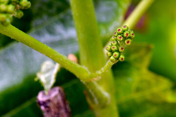 Baby Grapes 06