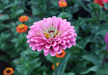 Fototapeta premium Zinnia Pink Garden Flowers in Summer