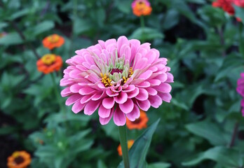 Zinnia Pink Garden Flowers in Summer