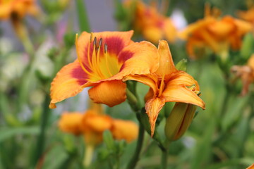 Fototapeta premium orange flower in the garden