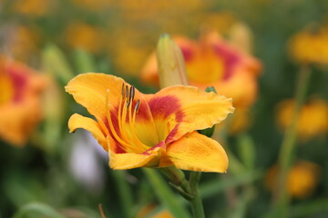 orange flower in the garden