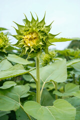 Focus on a white lite sunflower growing in a sunflower field. Just a peek at the petals.