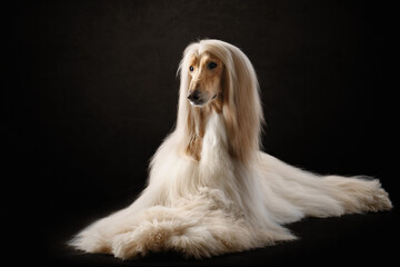 elegant dog dog lies. Excellent grooming. Fawn Afghan Hound in studio 