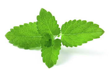 Naklejka na ściany i meble Branch with fresh mint leaves isolated on white background