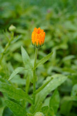 Bright orange calendula flower growing in a field. 