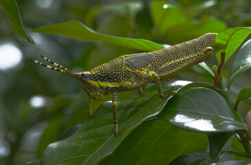 Poekilocerus pictus or Painted Grasshopper Colourful one in Odisha India Asia