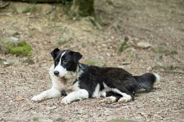 A stray black dog with white spots is lying alone in nature