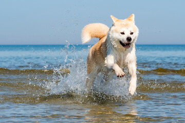 Akita inu. Dog.