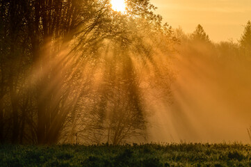 Beautiful colourful meadow at summer sunrise