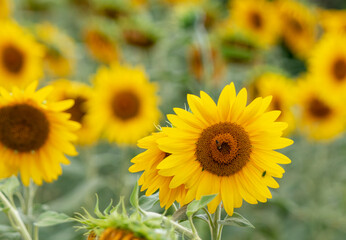 Fototapeta premium Field of sunflowers.