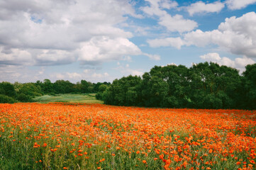 Fototapeta na wymiar Poppy field during sunny summer day