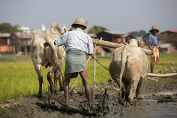 Farmer ploughing a field with a pair of ox.