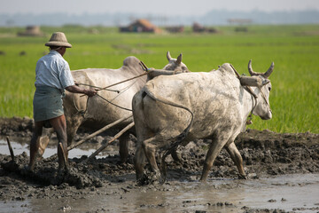 Farmer ploughing a field with a pair of ox.