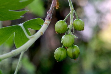 Green Berry Golden Currant 01