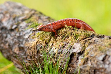 The red salamander (Pseudotriton ruber) is a species of salamander in the family Plethodontidae endemic to the eastern United States.