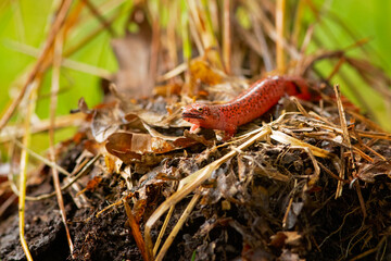 The red salamander (Pseudotriton ruber) is a species of salamander in the family Plethodontidae endemic to the eastern United States.