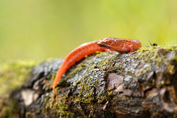 The red salamander (Pseudotriton ruber) is a species of salamander in the family Plethodontidae endemic to the eastern United States.