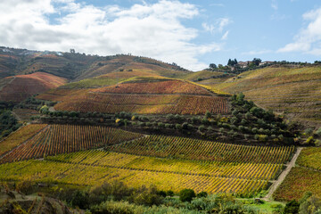 Obraz premium Colorful autumn landscape of oldest wine region in world Douro valley in Portugal, different varietes of grape vines growing on terraced vineyards, production of red, white and port wine.