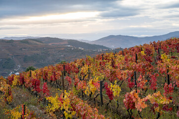 Oldest wine region in world Douro valley in Portugal, colorful very old grape vines growing on terraced vineyards, production of red, white and port wine.