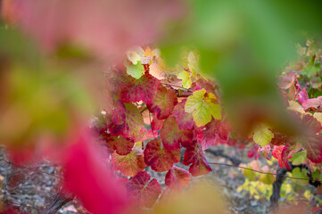 Colorful autumn landscape of oldest wine region in world Douro valley in Portugal, different varietes of grape vines growing on terraced vineyards, production of red, white and port wine.