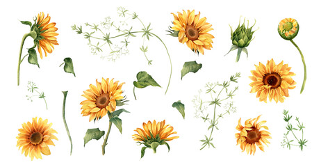 Sunflower clipart. Watercolor floral illustration. Yellow flowers for rustic wedding design, thanksgiving decoration, fabric, greeting cards, ets. Elements isolated on white background