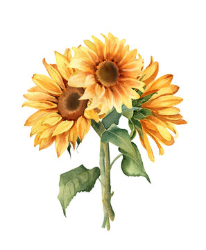 Sunflower clipart. Watercolor floral illustration. Yellow flowers for rustic wedding design, thanksgiving decoration, fabric, greeting cards, ets. Elements isolated on white background