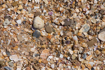 background small shells, shell fragments. Sea Shore many different crushed shells forming a beautiful background pattern.