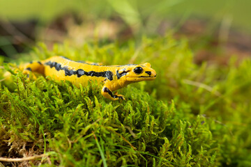 Barred fire salamander. Fire salamanders live in central Europe forests and are more common in hilly areas. 