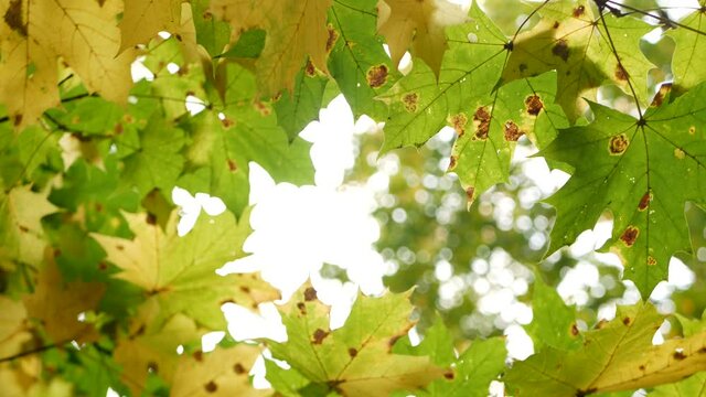 Yellow autumn maple leaves tree branch. Golden fall leaf in forest or woods. Grove thicket low angle view in september, october or november. Leafage in park from below. Seasonal foliage in woodland.