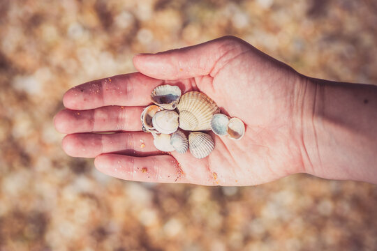 Child's hand holding shells isolated, shells in the background, beach