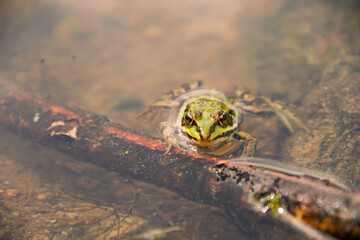 green frog looking out of the pond 