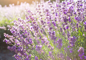Close up view of lavender field