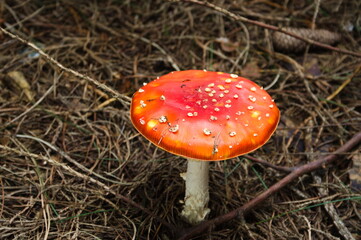 amanita muscaria fly mushroom