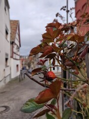 autumn in the old city of europe