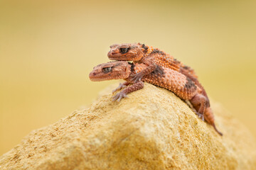 Nephrurus wheeleri, also known commonly as the banded knob-tailed gecko, the southern banded knob-tailed gecko, and Wheeler's knob-tailed gecko. The species is endemic to Australia