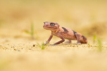 Nephrurus wheeleri, also known commonly as the banded knob-tailed gecko, the southern banded knob-tailed gecko, and Wheeler's knob-tailed gecko. The species is endemic to Australia